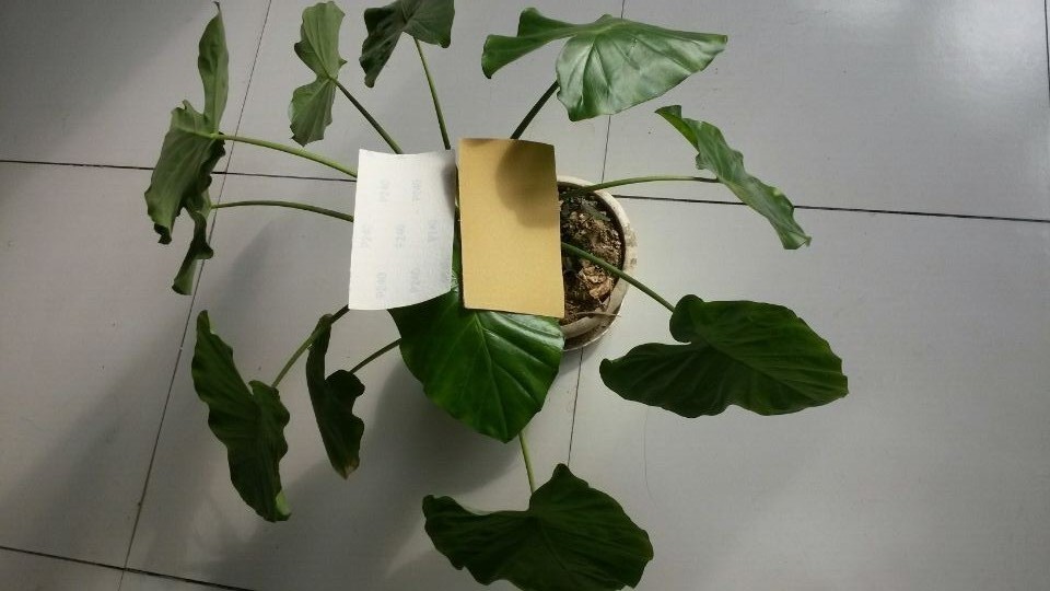 安徽滁州市供应方砂纸95*180mm磨砂片 背绒砂纸植绒片 汽车电动车专用