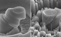 美科学家采用碳化硅灌输技术研制出高强度超轻金属材料